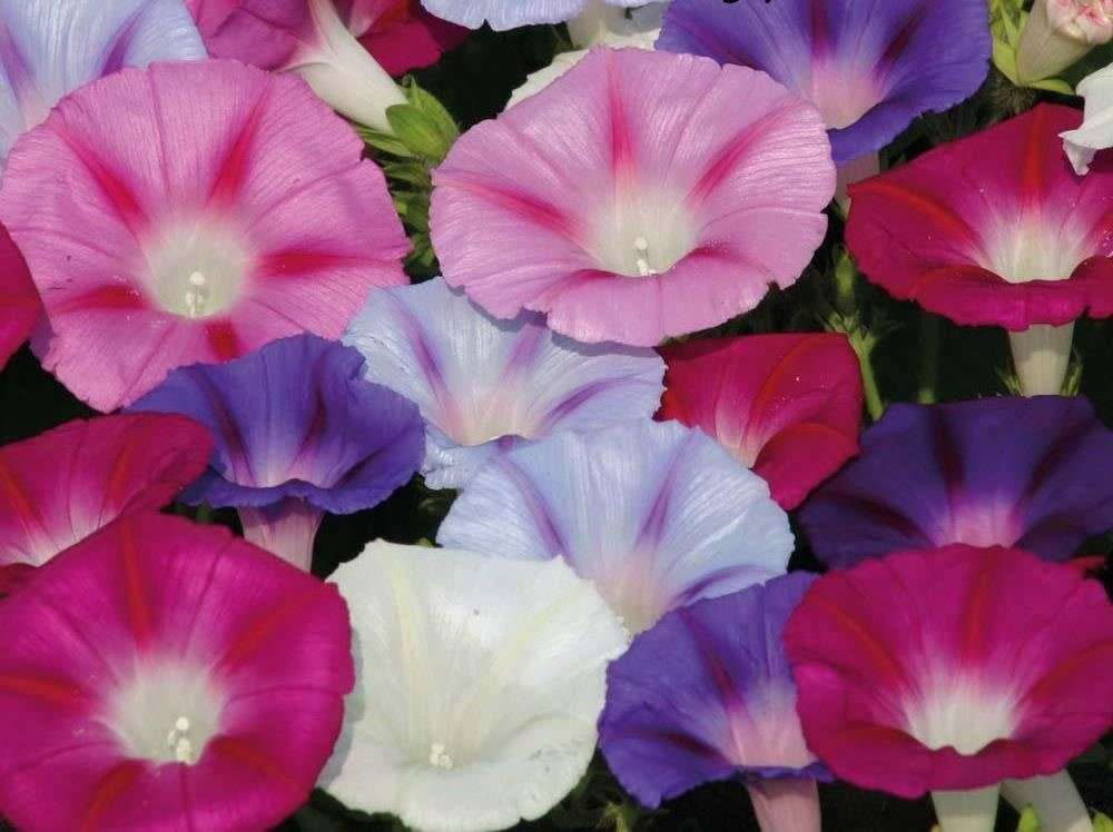 Morning Glory Flower Mixed Colours - 50 SEEDS -  Psychoactive