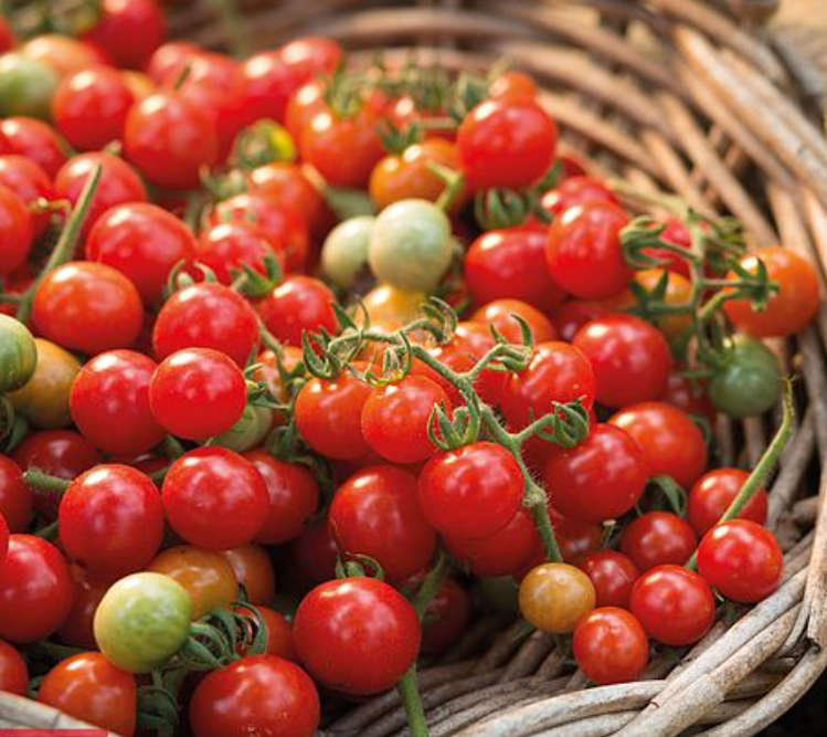 TOMATO BUSH - BABY BOOMER -   30 SEEDS