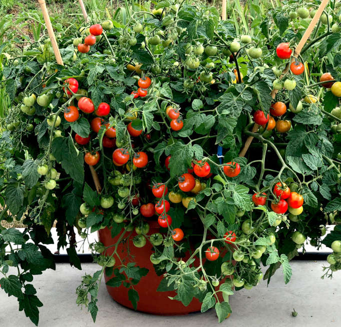 TOMATO BUSH - BABY BOOMER -   30 SEEDS