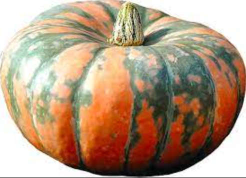 Pumpkin `Speckled Hound`   Cucurbita Maxima - 15 Seeds