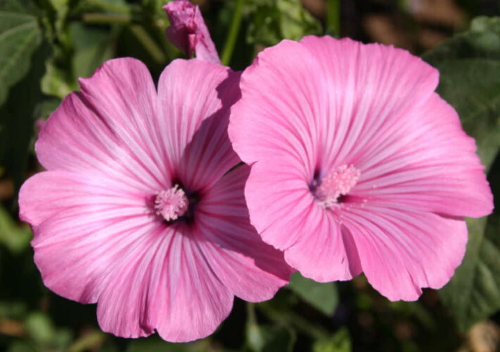 FLOWERS  - MARSHMALLOW HIBISCUS / ROSE MALLOW `hibiscus moscheutos -  10 SEEDS - edible flowers