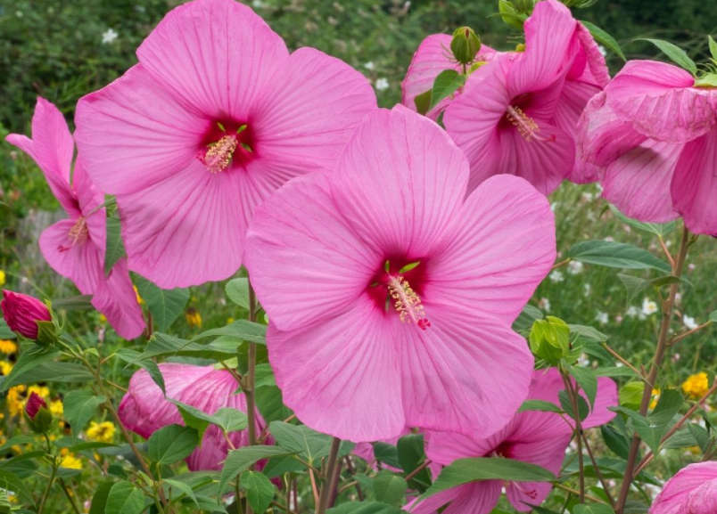 FLOWERS  - MARSHMALLOW HIBISCUS / ROSE MALLOW `hibiscus moscheutos -  10 SEEDS - edible flowers