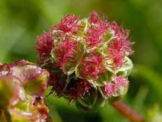 BURNET-BLOODWORT /TOPER`S PLANT / GARTENPIMPERNELLE - Sanguisorba Minor  15 SEEDS  medicinal / herbs
