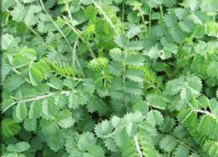 BURNET-BLOODWORT /TOPER`S PLANT / GARTENPIMPERNELLE - Sanguisorba Minor  15 SEEDS  medicinal / herbs