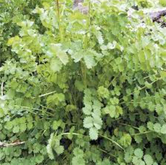 BURNET-BLOODWORT /TOPER`S PLANT / GARTENPIMPERNELLE - Sanguisorba Minor  15 SEEDS  medicinal / herbs