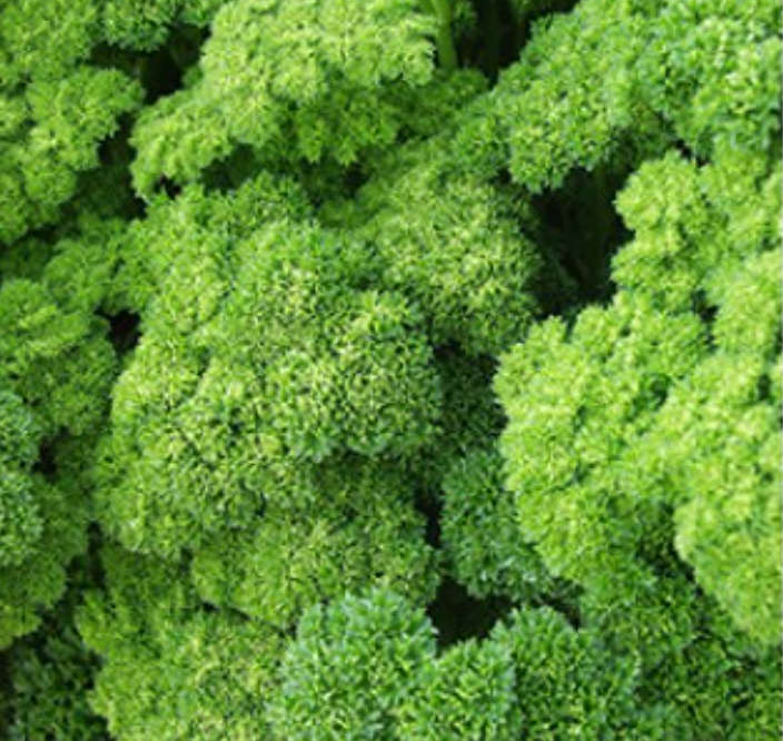 `GRUNE PERLE` DOUBLE CURLED PARSLEY  -  30 SEEDS  culinary, medicinal, edible flowers