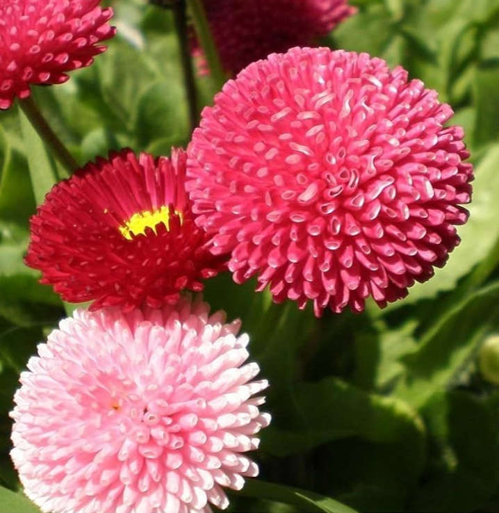 EDIBLE FLOWERS  - BELLIS PERENNIS POMPONETTE - DOUBLE FLOWER -  MIXED COLOURS -  30 SEEDS