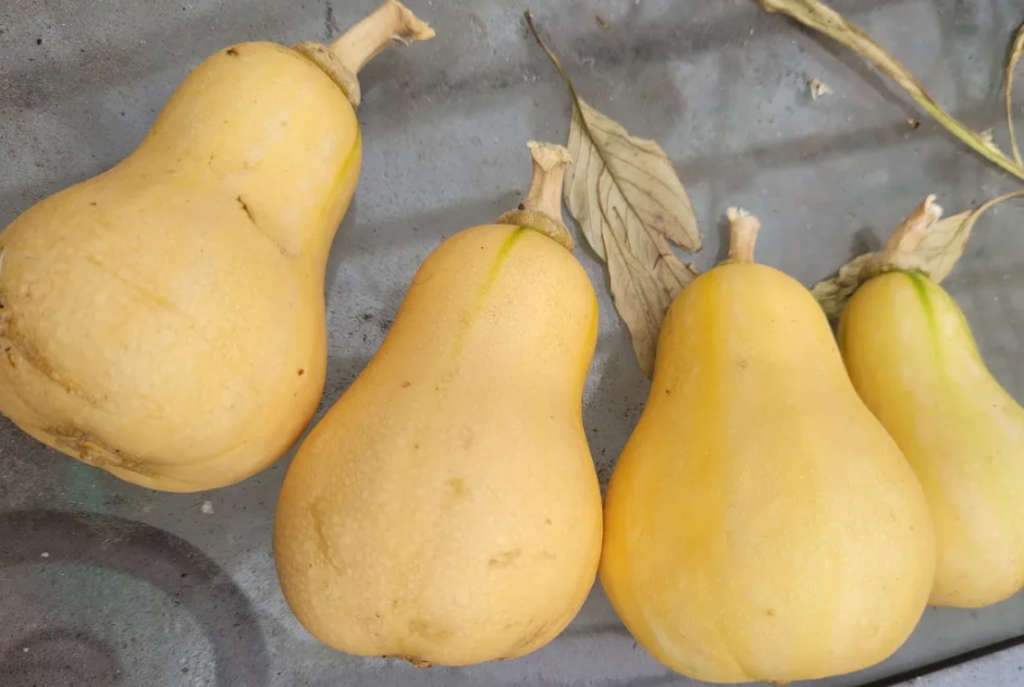 Butterscotch` Butternut Squash  - 10 Seeds
