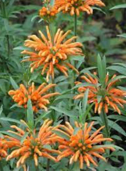 LION`S EAR / Klipdagga / Wild Dagga / Shandilay / Grantiparani - 30 Seeds - Medicinal