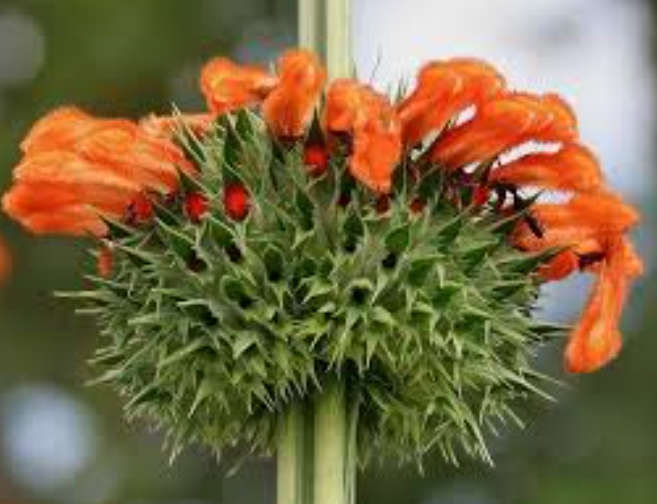 LION`S EAR / Klipdagga / Wild Dagga / Shandilay / Grantiparani - 30 Seeds - Medicinal