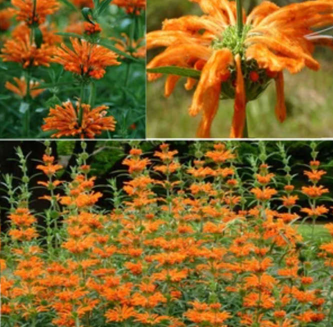 LION`S EAR / Klipdagga / Wild Dagga / Shandilay / Grantiparani - 30 Seeds - Medicinal