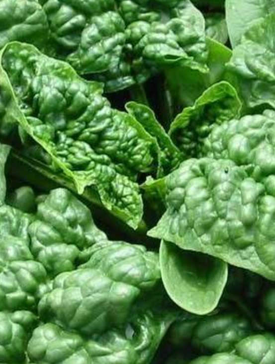 BLOOMSDALE SAVOY SPINACH  -  20 SEEDS   heirloom vegetables