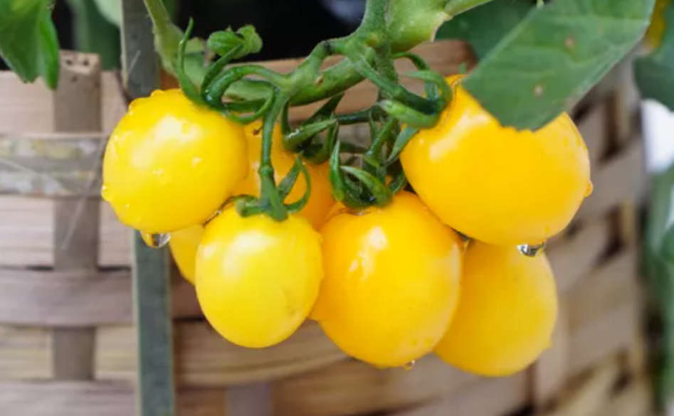 TOMATO VARIETIES - SUN SUGAR YELLOW CHERRY TOMATO-  20  Seeds - heavy producer