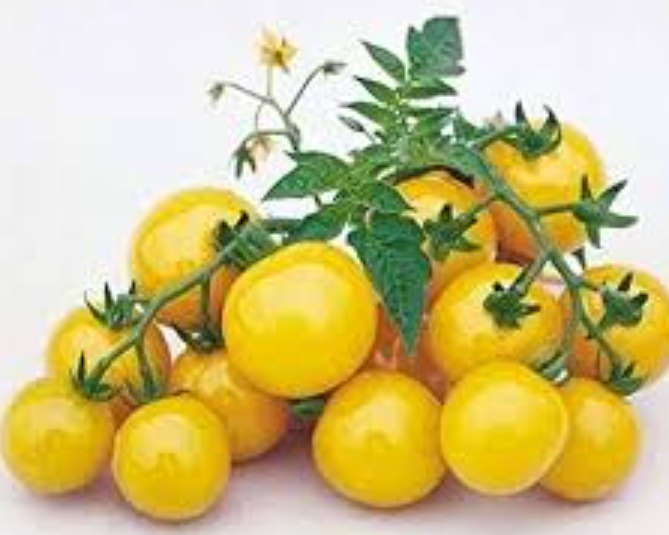 TOMATO VARIETIES - SUN SUGAR YELLOW CHERRY TOMATO-  20  Seeds - heavy producer