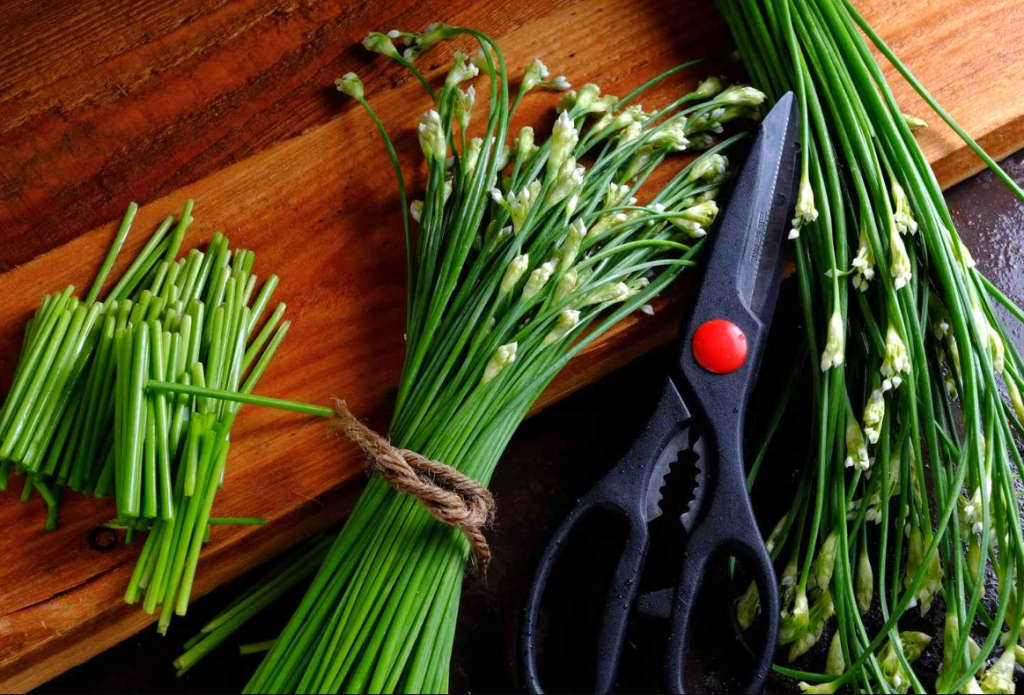 GARLIC CHIVES  /  CHINESE CHIVES / KU CHAIR / NIRA    -  30 SEEDS -  culinary & medicinal uses