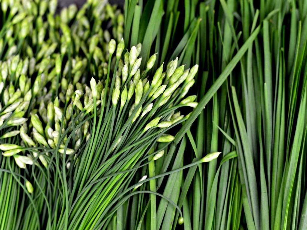 GARLIC CHIVES  /  CHINESE CHIVES / KU CHAIR / NIRA    -  30 SEEDS -  culinary & medicinal uses