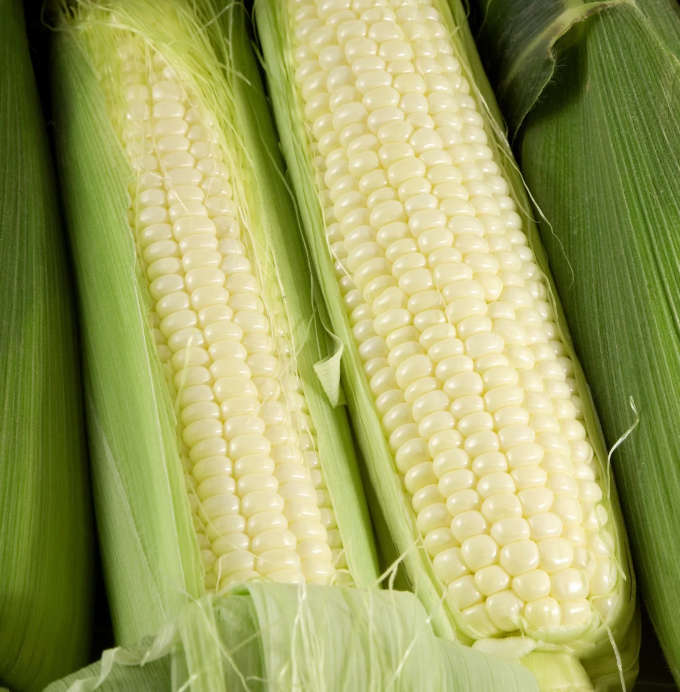 SWEETCORN `INCREDIBLE`   -  20 SEEDS