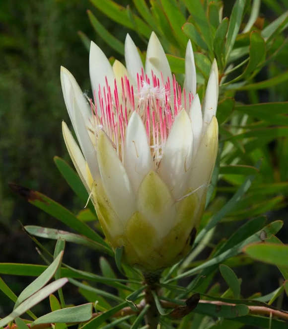 Protea Repens /  Wit Suikerbos / White  Sugarbush Honey Protea  -  10 Seeds