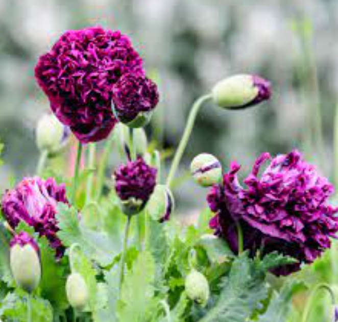 DOUBLE PAEONE POPPY  `BLACK BEAUTY`-  20 SEEDS      psychoactive
