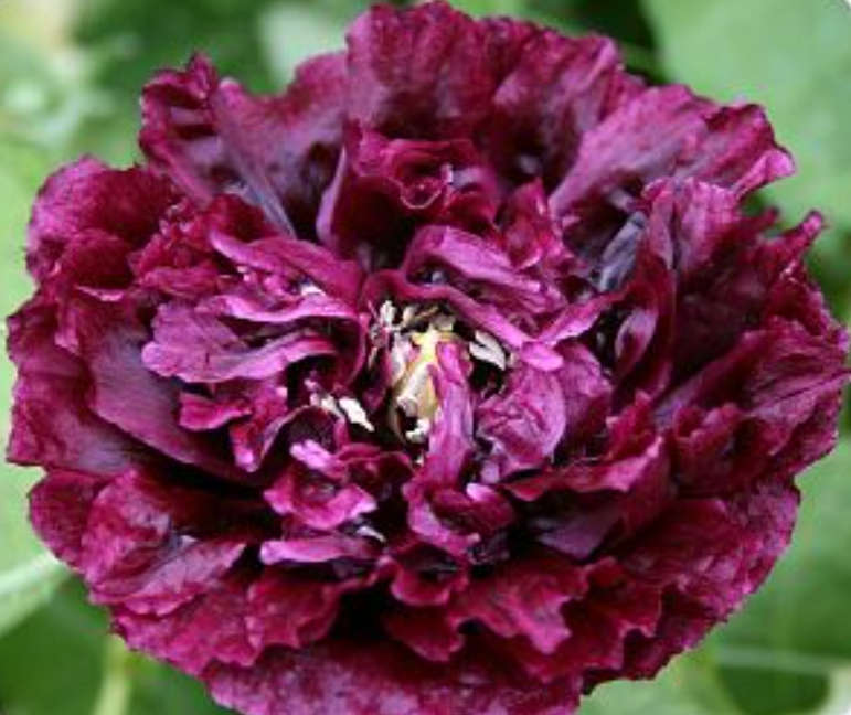 DOUBLE PAEONE POPPY  `BLACK BEAUTY`-  20 SEEDS      psychoactive