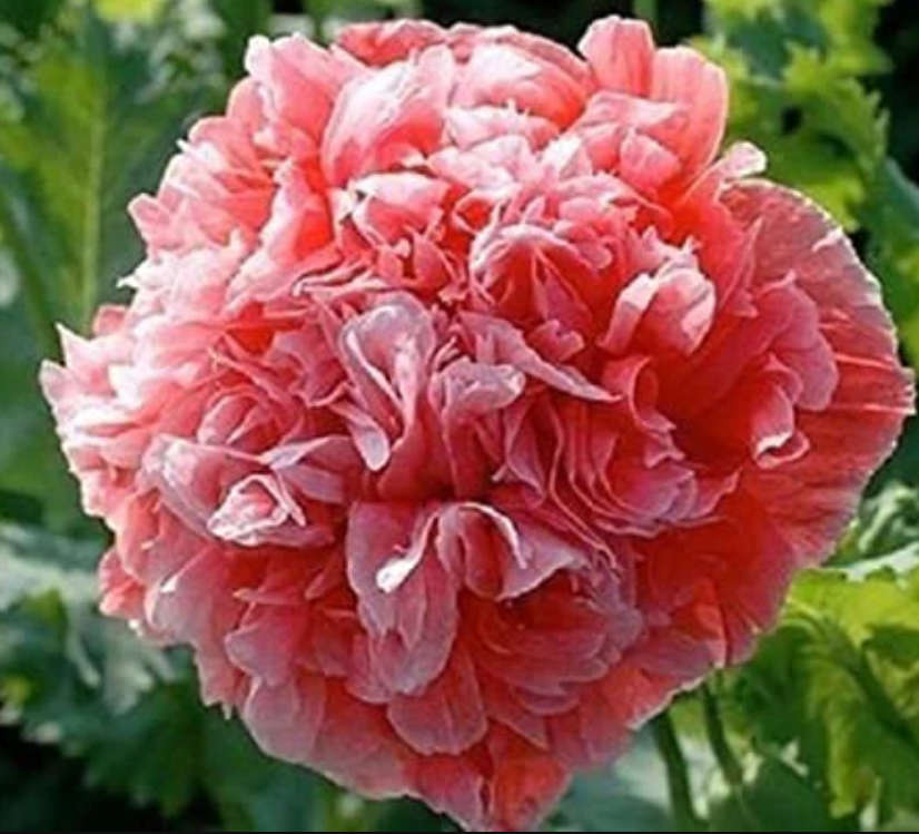 PSYCHOACTIVE - FLOWERS -  DOUBLE PAEONE POPPY `FROSTED SALMON` - 20 SEEDS