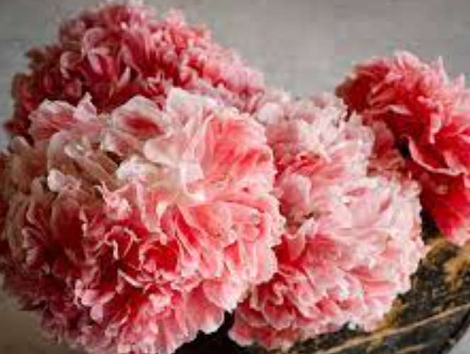 PSYCHOACTIVE - FLOWERS -  DOUBLE PAEONE POPPY `FROSTED SALMON` - 20 SEEDS