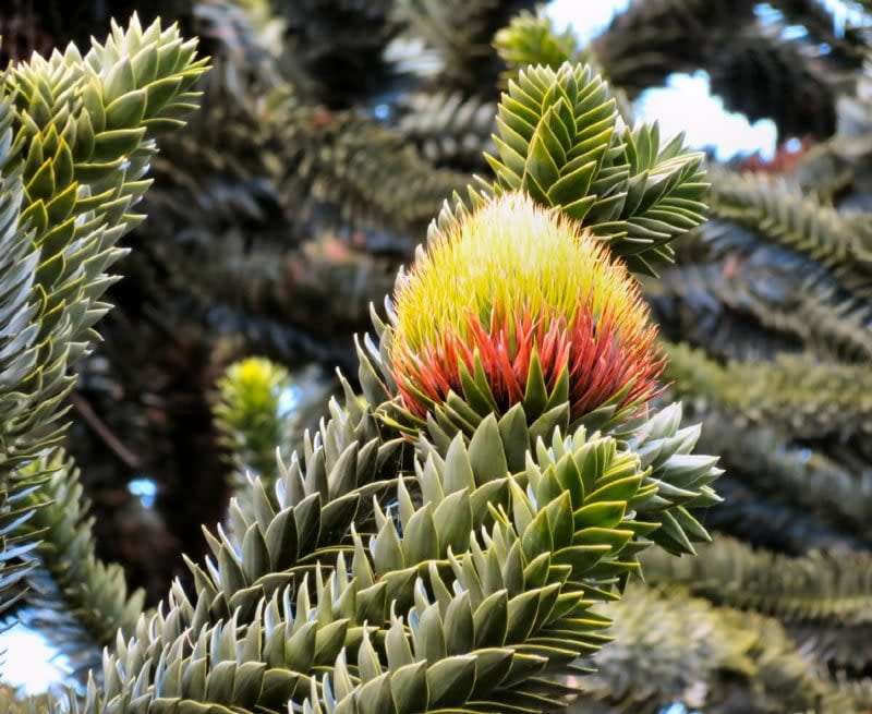MONKEY PUZZLE TREE  `Araucaria Araucana`-  5  seeds