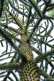 MONKEY PUZZLE TREE  `Araucaria Araucana`-  5  seeds