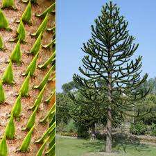 MONKEY PUZZLE TREE  `Araucaria Araucana`-  5  seeds