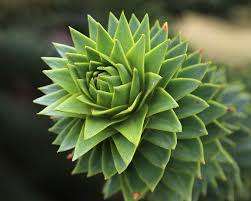 MONKEY PUZZLE TREE  `Araucaria Araucana`-  5  seeds