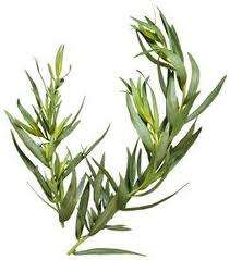 HERBS - RUSSIAN TARRAGON  - Artemisia dracunculoides  - 30 SEEDS