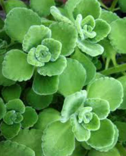 VICKS PLANT  / Cuban Oregano -  Plectranthus tomentosa  -  4 X 10 cm Cuttings