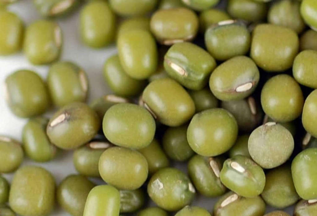 Mungo / Moongh /  Green Gram Bean  - Gluten Free  -  20 Seeds  "Vigna Radiata"