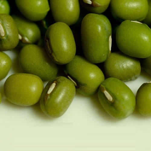 Mungo / Moongh /  Green Gram Bean  - Gluten Free  -  20 Seeds  "Vigna Radiata"