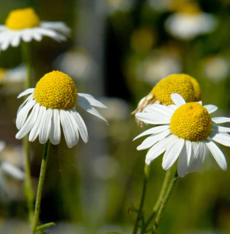 ROMAN CHAMOMILE  (Chamaemelum nobile)  -   50 SEEDS  medicinal / edible flowers