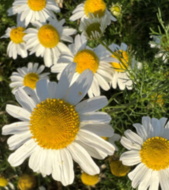 ROMAN CHAMOMILE  (Chamaemelum nobile)  -   50 SEEDS  medicinal / edible flowers