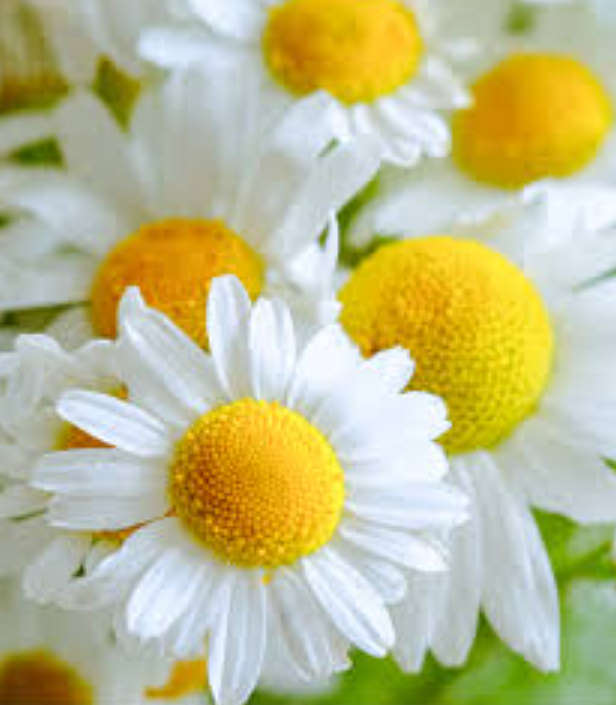 GERMAN  CHAMOMILE  (Matricaria chamomilla recutita)  -   50 SEEDS  medicinal / edible flowers