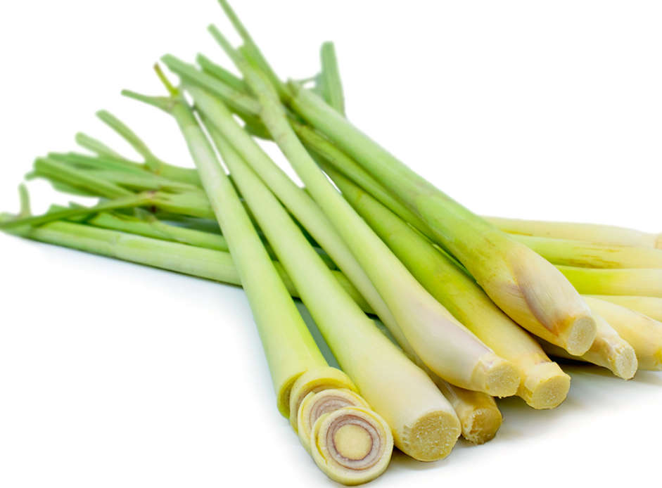WEST INDIAN LEMON GRASS / COCHIN / MALABAR GRASS -Cymbopogon citratus -  15 SEEDS  herb / medicinal