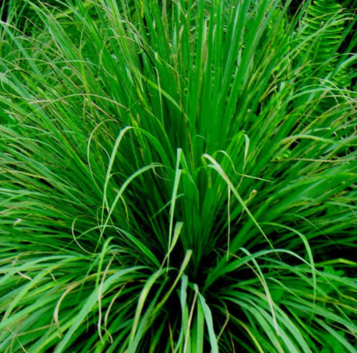 WEST INDIAN LEMON GRASS / COCHIN / MALABAR GRASS -Cymbopogon citratus -  15 SEEDS  herb / medicinal