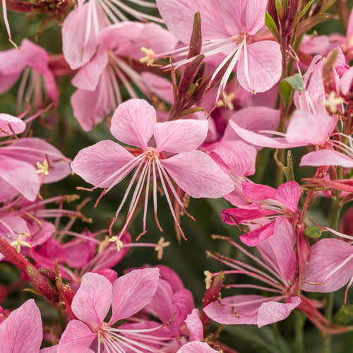 Butterfly Flower "Petite Pink" -  Gaura lindheimeri   - 50 Seeds