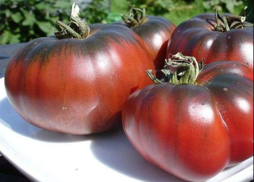 AMAZON CHOCOLATE  TOMATO    -  10  Seeds