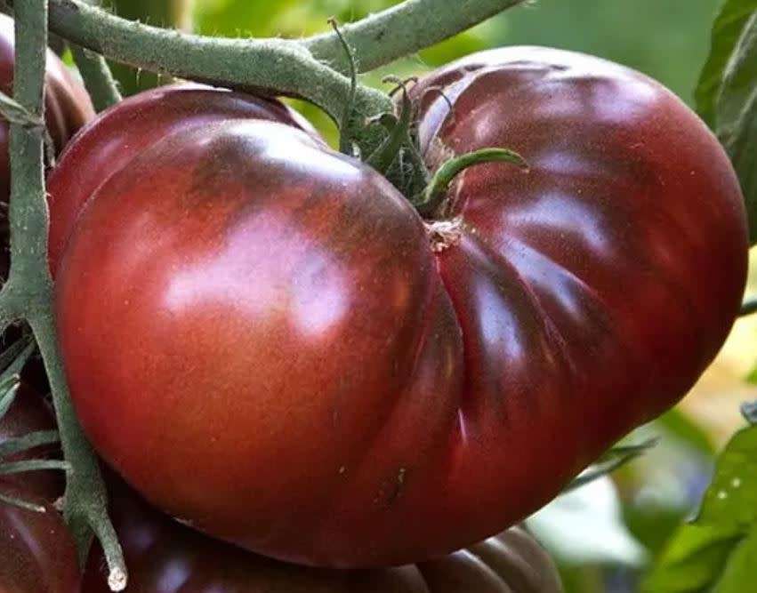 AMAZON CHOCOLATE  TOMATO    -  10  Seeds