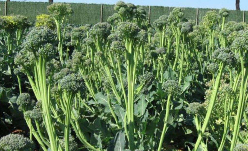 BROCCOLINI / ASPABROC   - 20 SEEDS