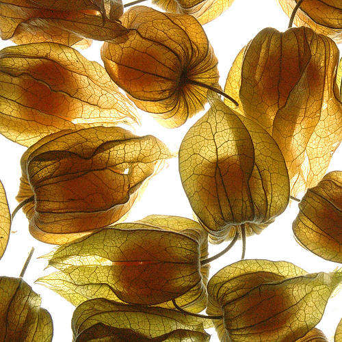 BERRIES - GOOSEBERRY - 30 SEEDS