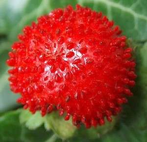 BERRIES VARIETIES - Indian Strawberry Seeds