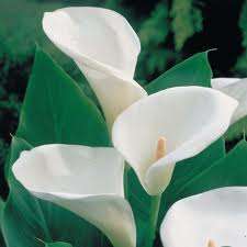White Arum Lily