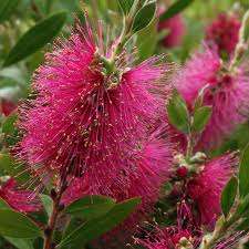 TREES - Pink Bottle Brush Seeds