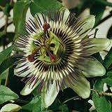 FLOWERS - PASSION FLOWER SEEDS