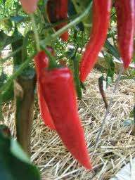 CHILLIES - PAPRIKA CHILI SEEDS