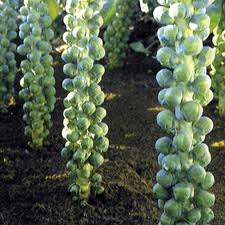 HEIRLOOM VEGETABLE SEEDS -  Brussel Sprout Seeds